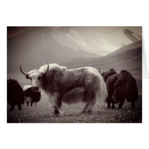Himalaya Yaks, Montagnes, Ladakh et Tibet