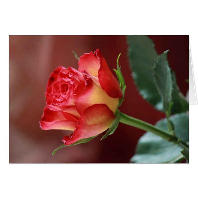 Hindi - I love you (Devant horizontal)