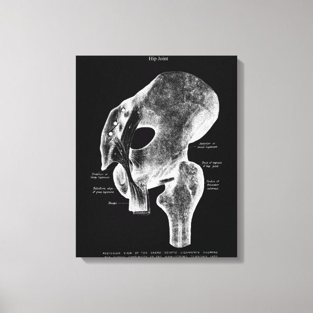 Hip Anatomie conjointe Médicale Grande toile Art (Recto)