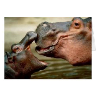 HIPPO