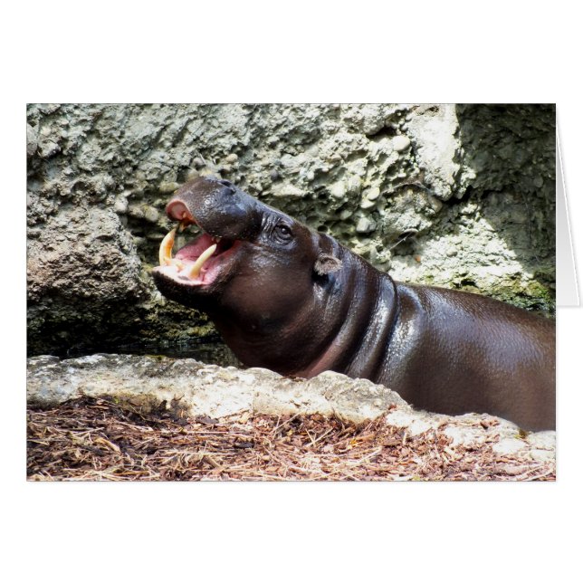Hippo (Devant horizontal)