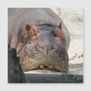 Hippo_20171101_par_JAMFoto