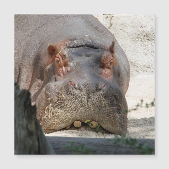 Hippo_20171101_par_JAMFoto (Devant)