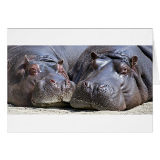 Hippo-78352