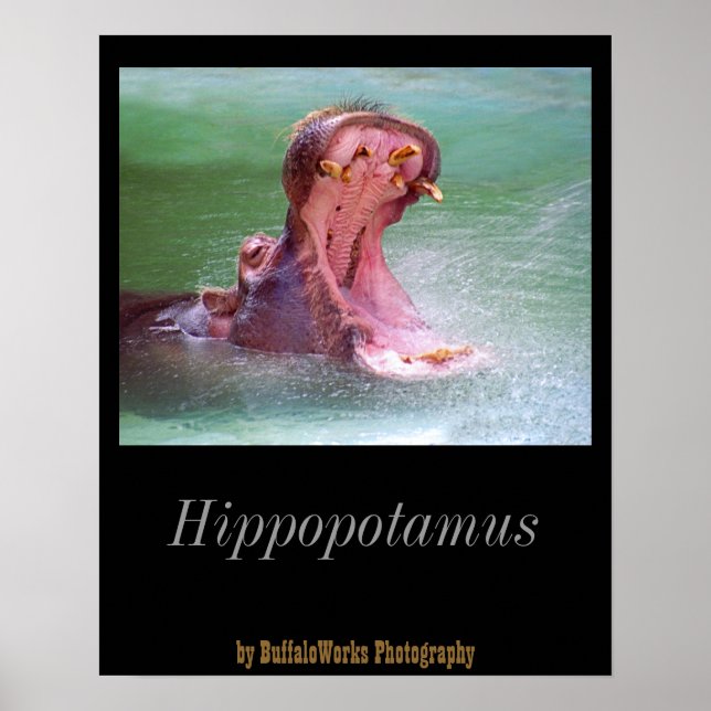 Hippo Mouth Open Poster (Devant)