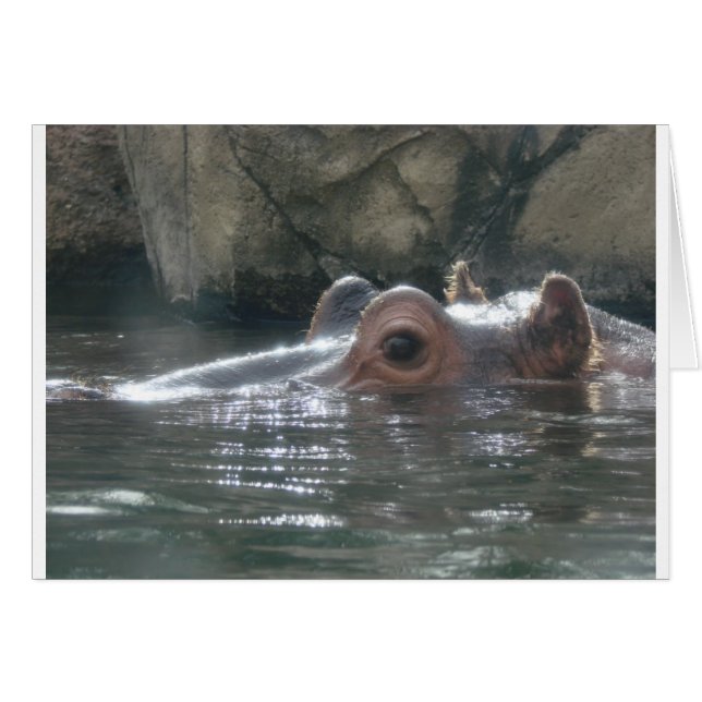 Hippo Peek a Boo (Devant horizontal)