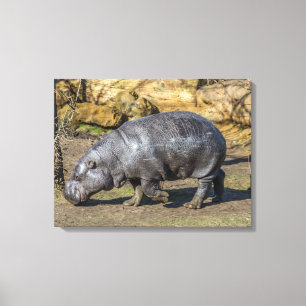 Hippo pygmée au zoo imprimé de toile