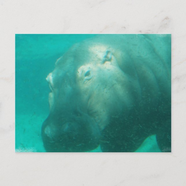 Hippo sous carte postale (Devant)