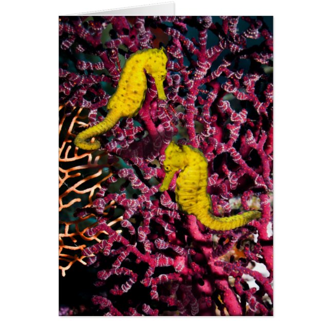 Hippocampe commun Taeniopterus de l'hippocampe | (Devant)