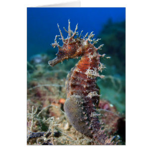 Hippocampe Ramulosus de l'hippocampe