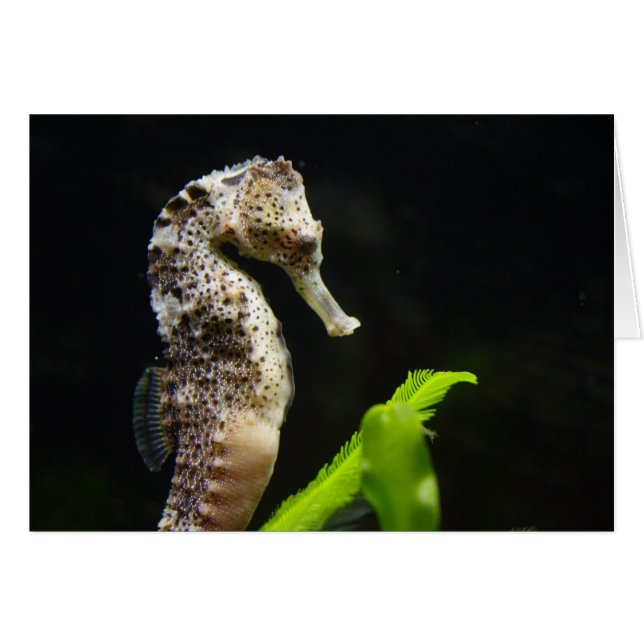 Hippocampus (Devant horizontal)