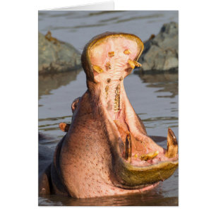 Hippopotame bâillant, Tanzanie