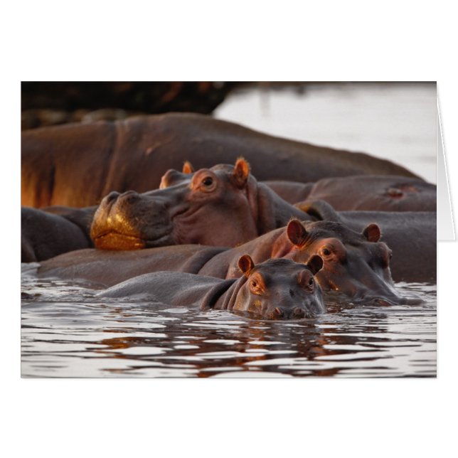 Hippopotame, Hippopotamus amphibius, Lac (Devant horizontal)