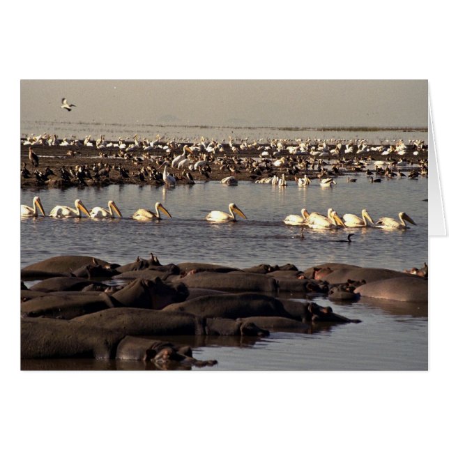 Hippopotames et pélicans (Devant horizontal)
