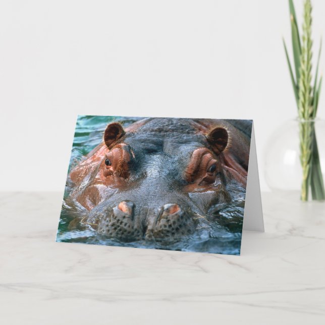 Hippopotamus #1 - Carte de voeux (Devant)