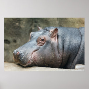 Hippopotamus poster