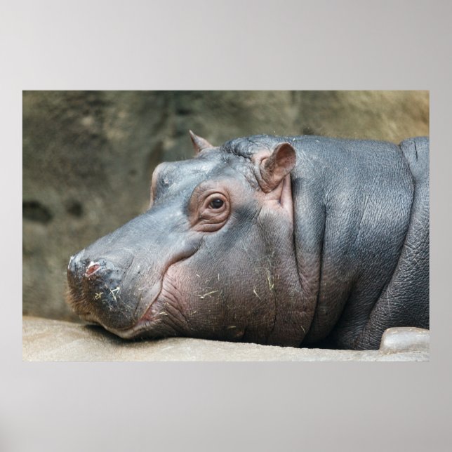 Hippopotamus poster (Devant)