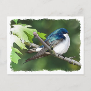 Hirondelle d'arbre - Carte postale