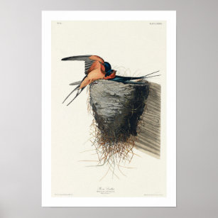 Hirondelle de grange par Audubon Poster