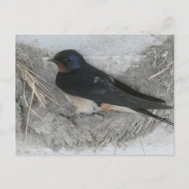 Hirondelle de la grange sur la carte postale do-it (Devant)