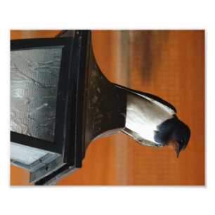 Hirondelle sur une lampe  Impression photo profess