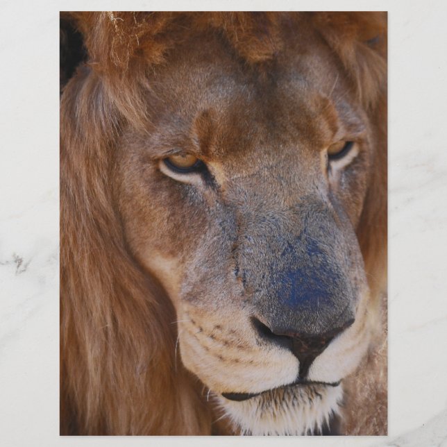 Histoire des lions en Afrique du Sud (Devant)