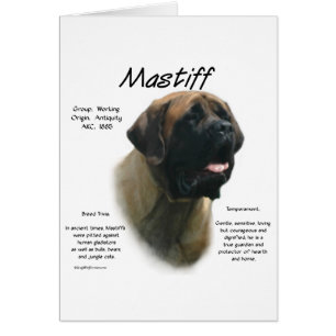 Histoire des mastiff abricot