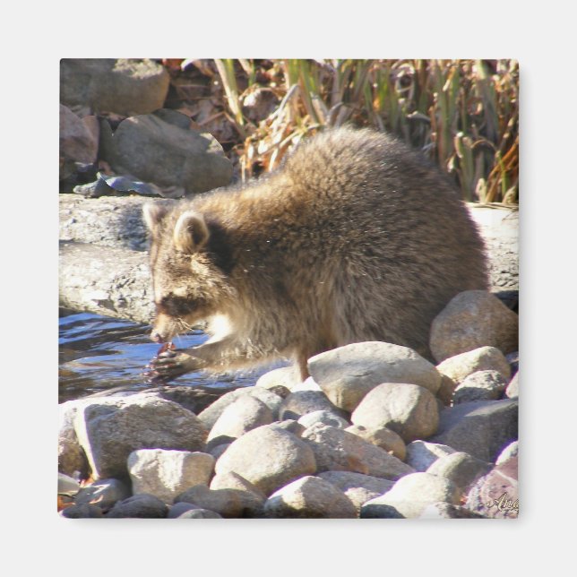 Hivernal Raccoon ~ aimant (Devant)