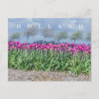 Holland rose tulipes vue champ carte postale