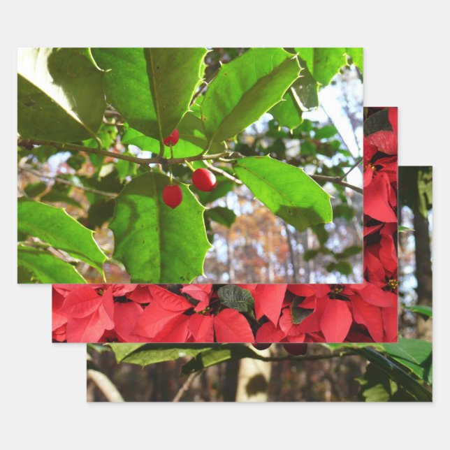 Holly Feuilles II Vacances Nature Botanique (Lot)