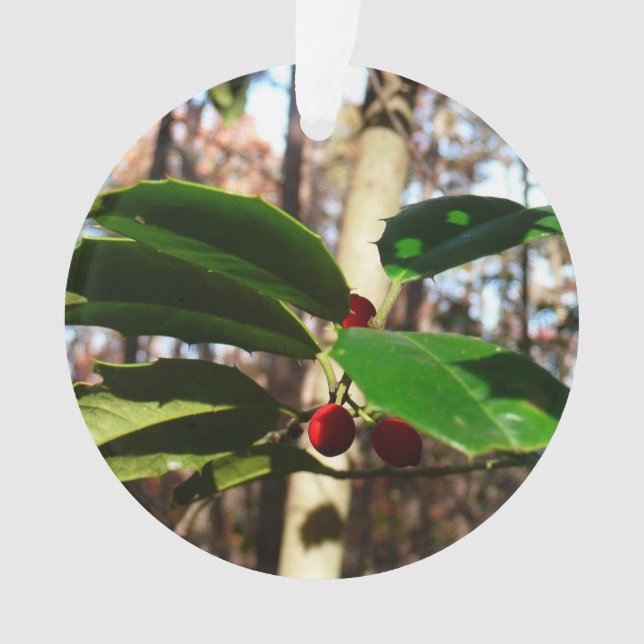 Holly Leaves (devant)