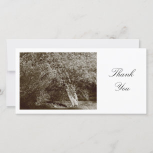 Holly Tree - Sepia - Merci