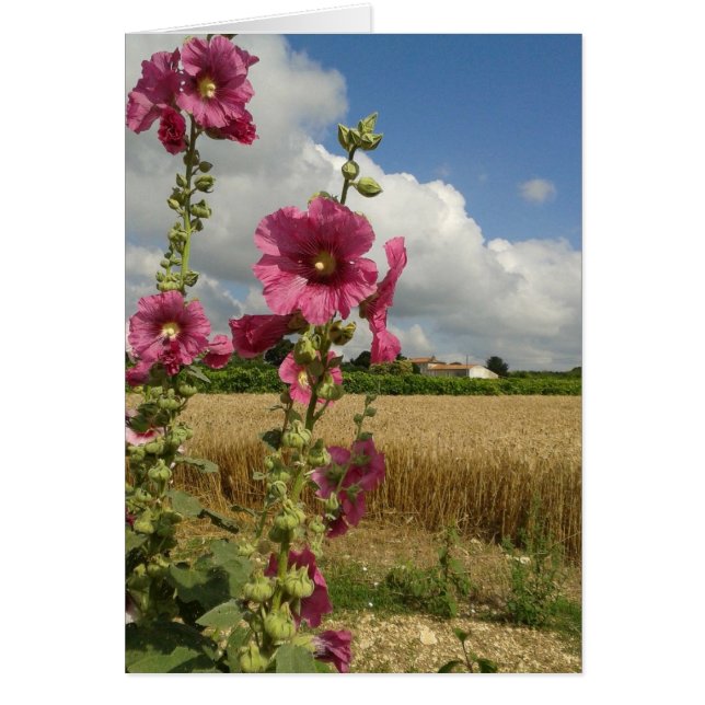 Hollyhocks (Devant)