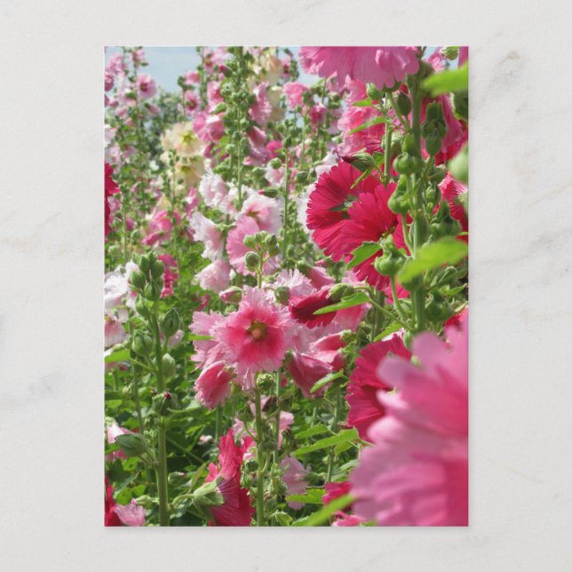 Hollyhocks : Carte postale du Japon (Devant)