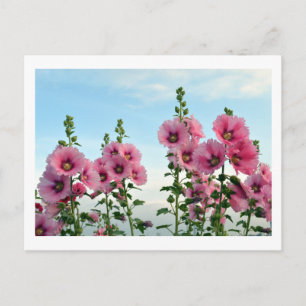 Hollyhocks : Carte postale japonaise