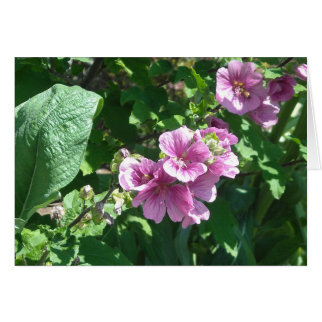 Hollyhocks - Carte Vierge (Devant Horizontal)