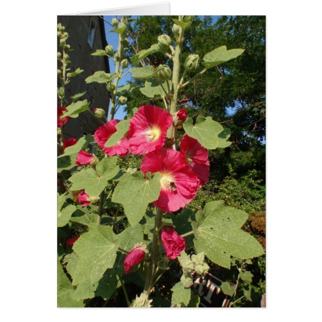 Hollyhocks roses (Devant)
