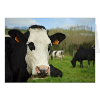 Holstein