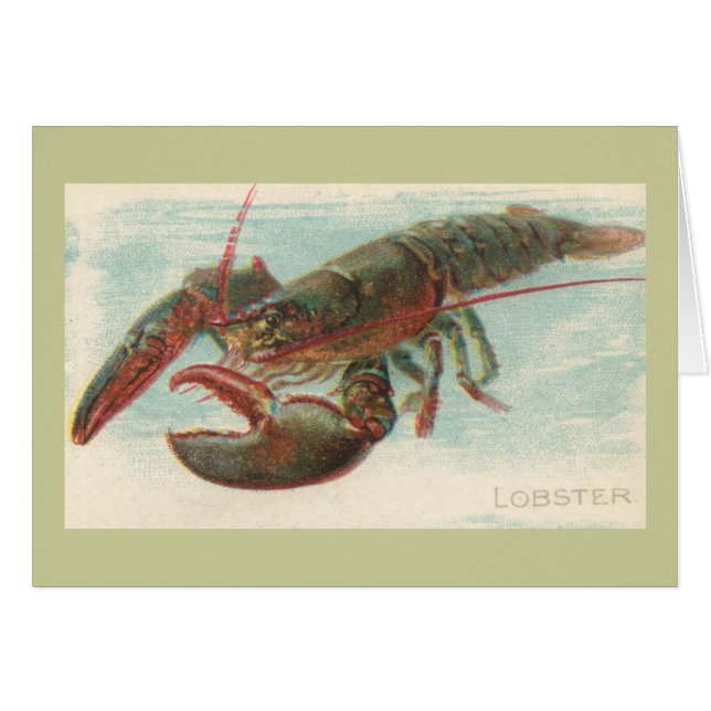 Homard (Devant horizontal)