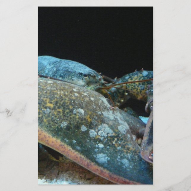 homard bleu (Devant)