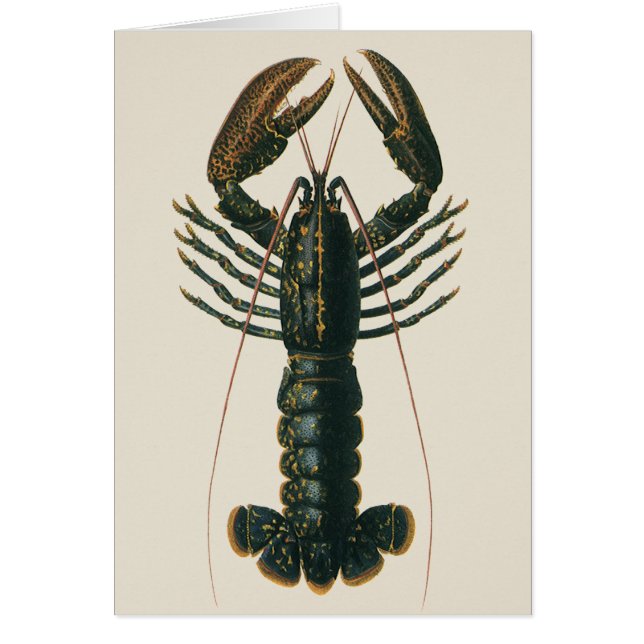 Homard vintage, Marine Ocean Life Crustacean (Devant)