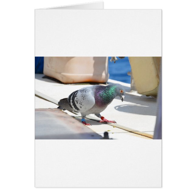Hommage Pigeon Sur Un Yacht (Devant)