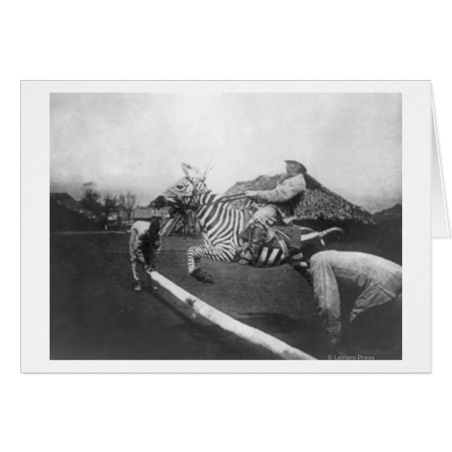 Homme à cheval Zebra Saut de clôture Photographie (Devant horizontal)