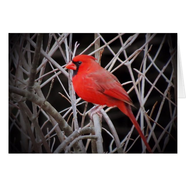 Homme Cardinal Rouge - Oiseau (Devant horizontal)