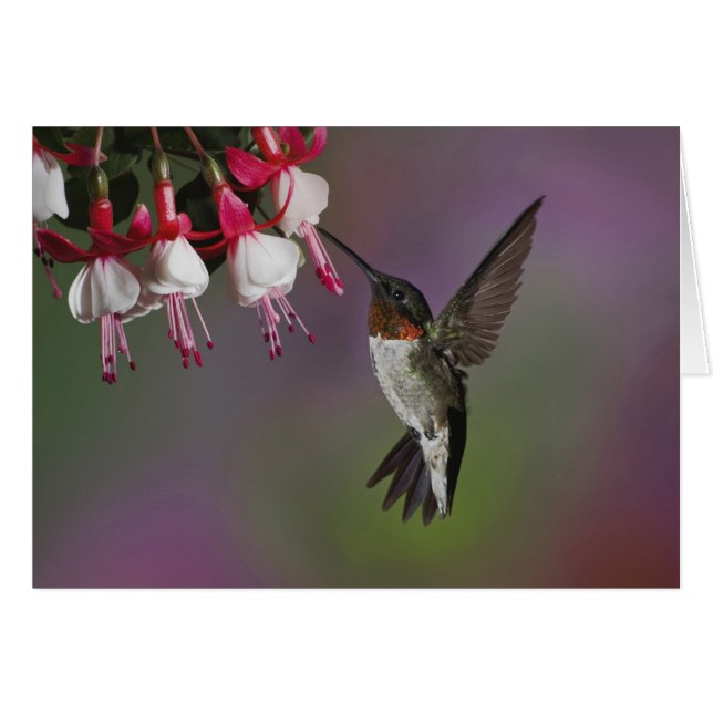 Homme Ruby gorge colibri, Archilochus (Devant horizontal)