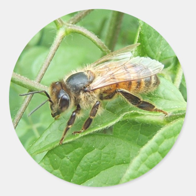 Honey Bee ~ autocollant (Devant)