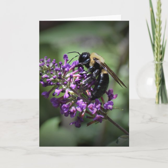 Honey Bee, carte (Devant)