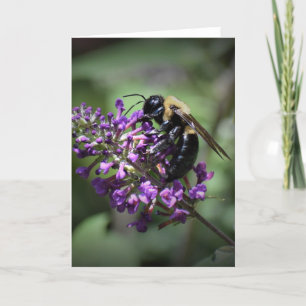 Honey Bee, carte