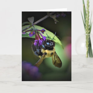 Honey Bee, carte
