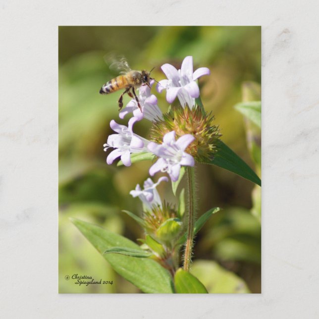 Honey Bee volant Fleurs roses Carte postale (Devant)